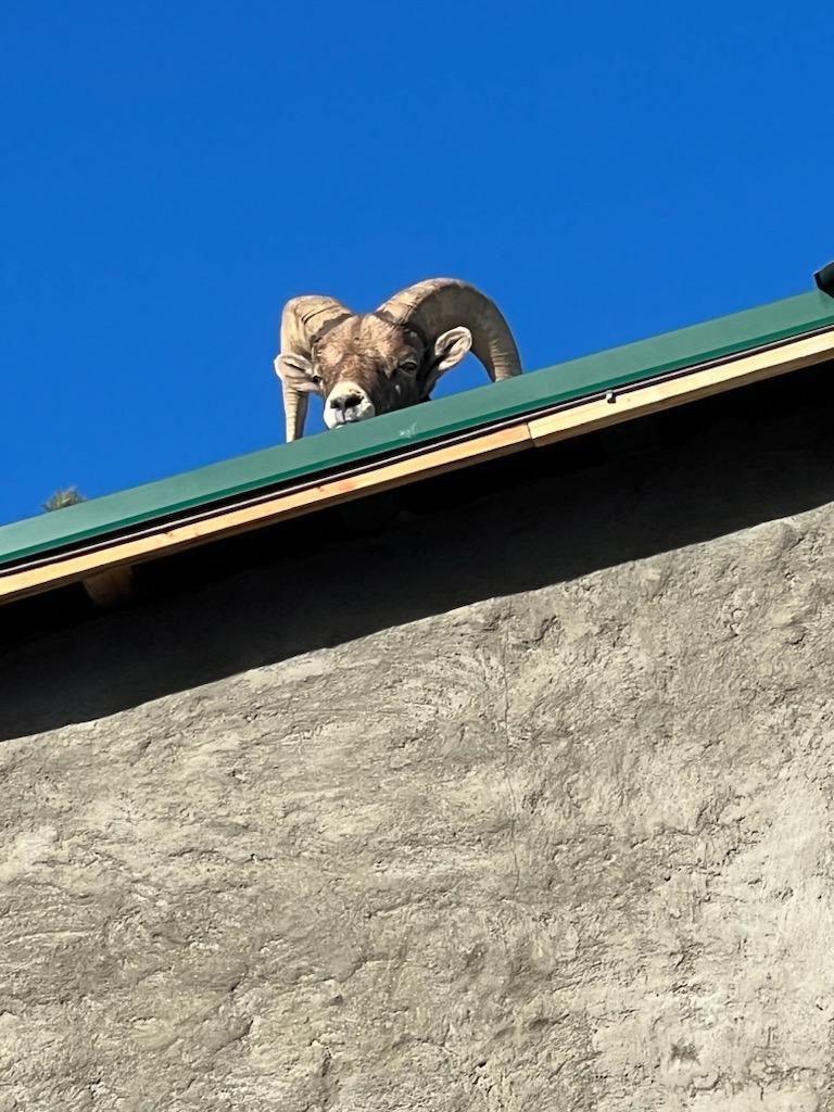 美國科羅拉多州（Colorado）一戶人家在屋頂聽見「馬蹄聲」，一看竟然是羊。圖擷自X@CPW_NE