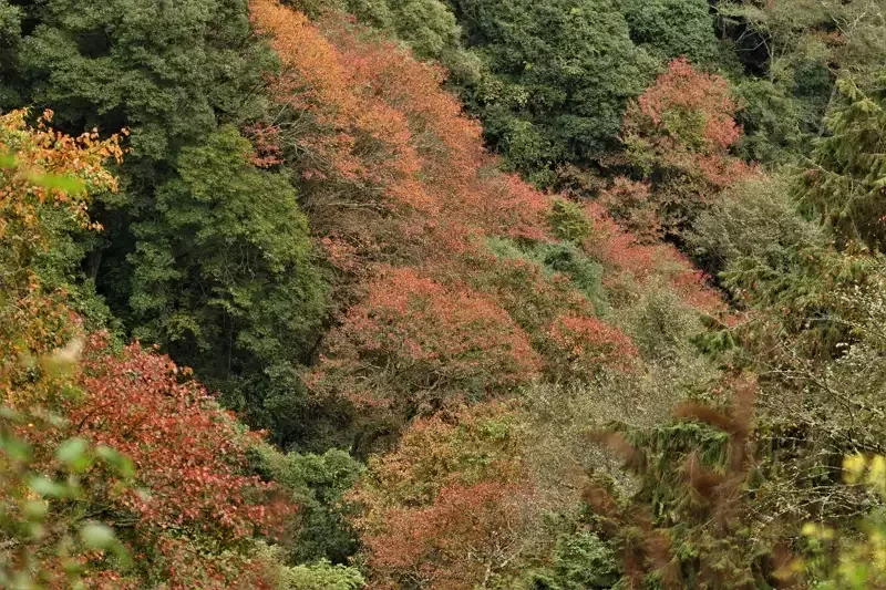 冷空氣一波波南下，山區氣溫驟降，塔塔加地區的紅榨槭等變葉木已開始轉色，進入最佳觀...