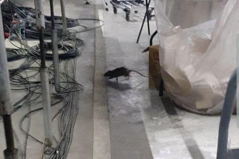 有民眾發現台北大巨蛋內鬧鼠患，還咬壞設備。圖／北市議員許淑華提供