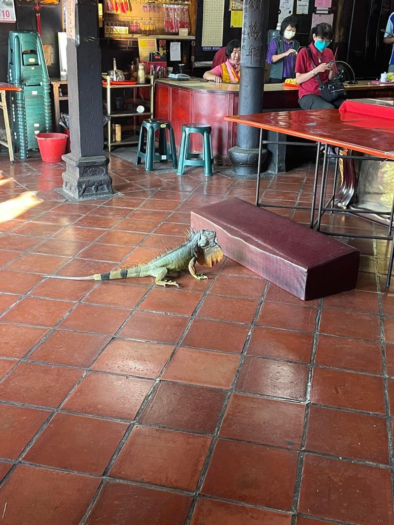 網友「Ahui Chang」今一早8點多到天后宮拜拜時，發現綠鬣蜥出現在天后宮內。圖／網友Ahui Chang提供