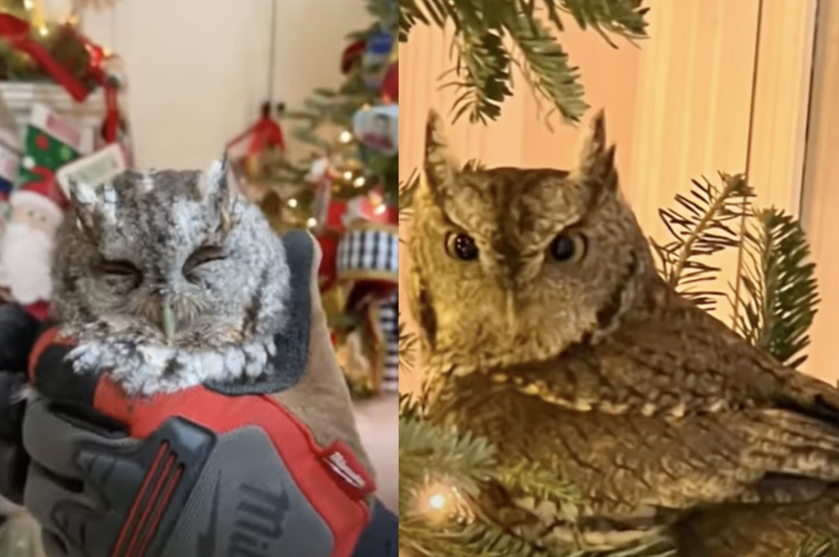 有隻貓頭鷹棲息在聖誕樹裡長達四天。（圖／YouTube FOX 56 News）