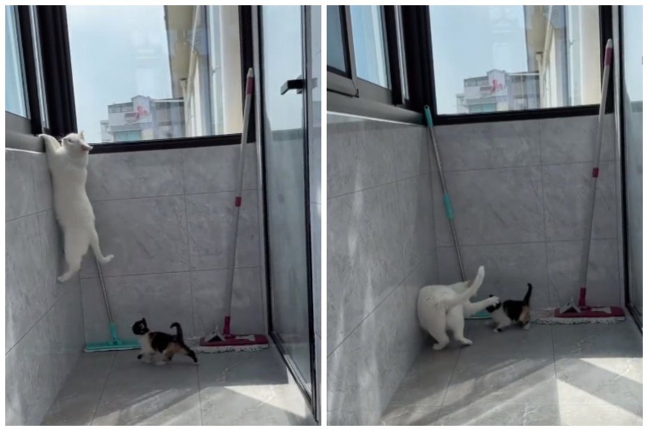 白貓攀窗戶失敗，竟暴打小貓出氣。圖取自微博