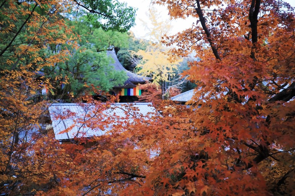 竹林寺內滿園紅葉。