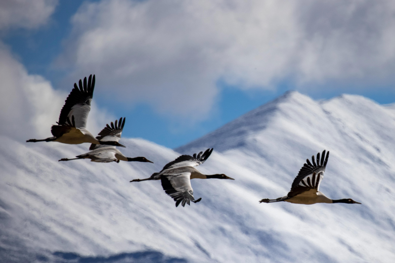 圖為12月8日於西藏拉薩雪山前所拍攝到的黑頸鶴。（新華社）