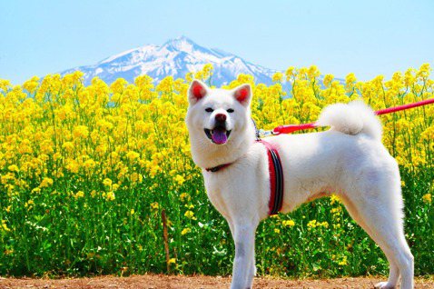血統純正的秋田犬屬於「日本國家天然紀念物」，秋田犬的品種保存和審查也愈來愈嚴格，...