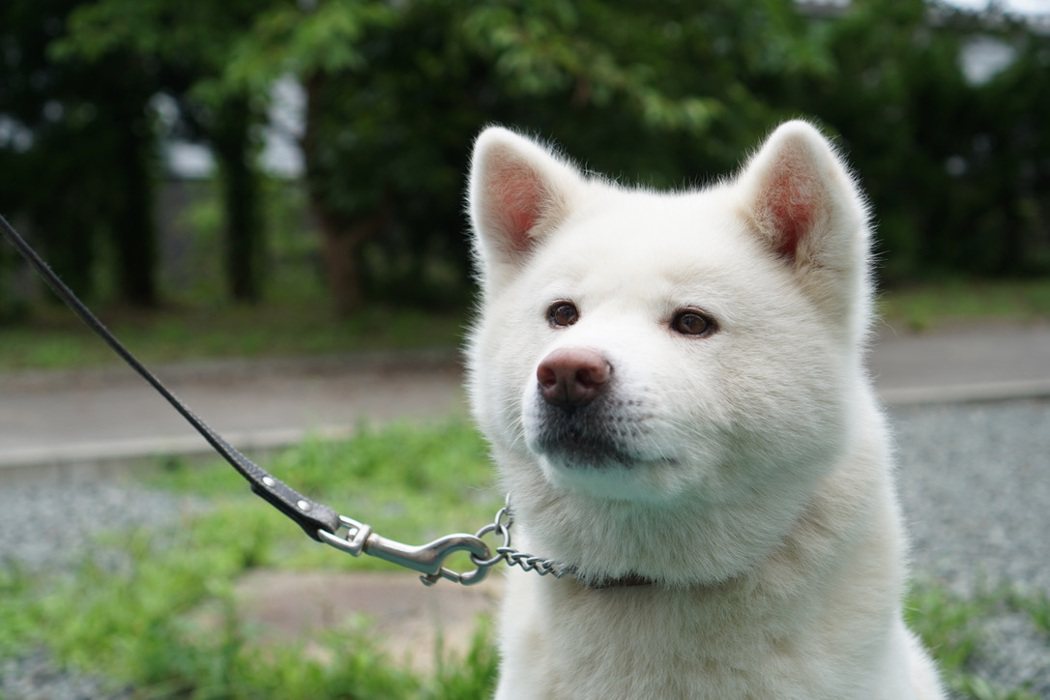 秋田犬保存會創立於1927年，對秋田犬品種的認定有嚴格標準，從身高外貌、肌肉量、...