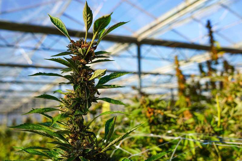 自12月15日起，在荷蘭種植、銷售和消費大麻將首度合法化。大麻種植示意圖，非當事照。 法新社