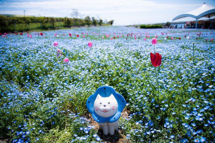 ▲IG熱門打卡新景點－大阪海濱公園浪漫粉蝶花祭。　圖：喜鴻假期／提供