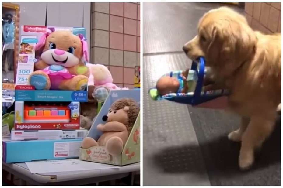 警局的治療犬偷了要拿去做公益的玩具。圖取自YouTube