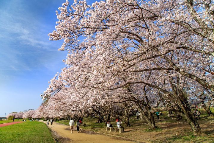 ▲櫻花盛開的公園。　圖：三重フォトギャラリー／提供