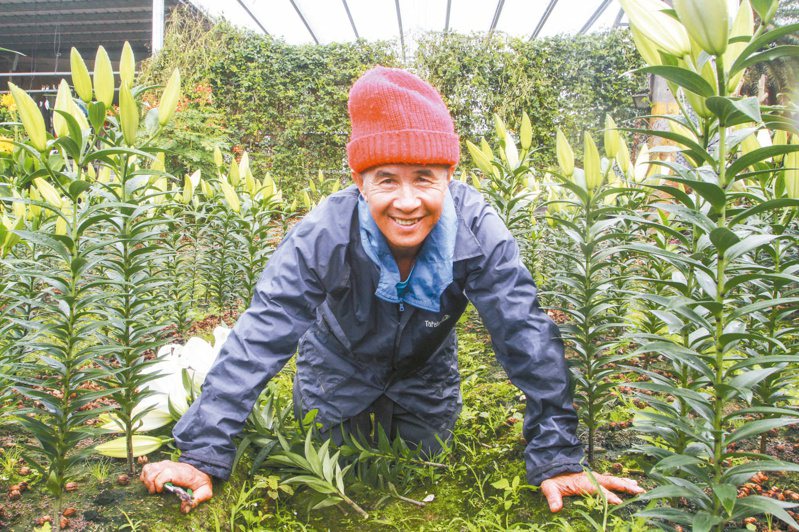 罹患小腦萎縮症的楊文港用跪爬方式種植蔬果，被稱為「不倒農夫」。本報資料照片