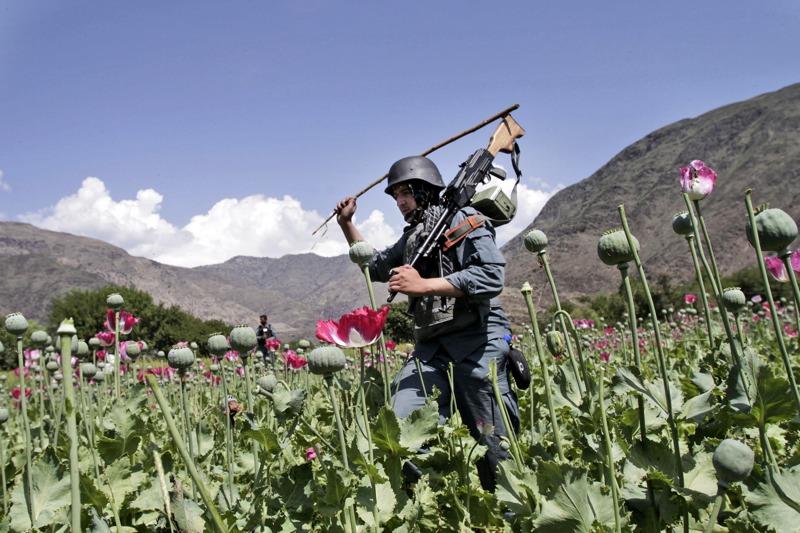 一名阿富汗警察2013年準備清除一處罌粟田。美聯社