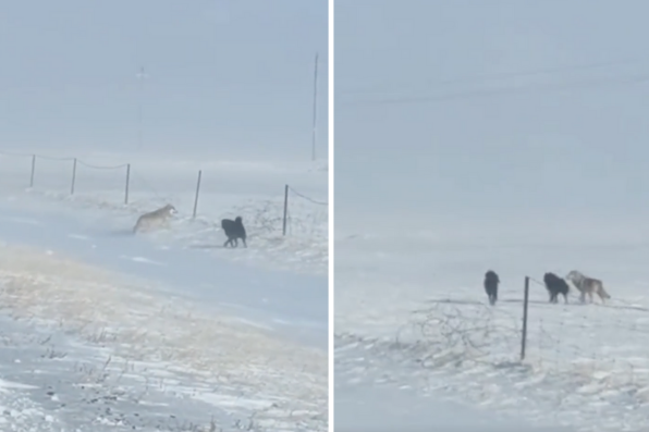 雪地裡一頭狼朝狗狗狂奔過去，不但沒有發生衝突還結伴而行。圖/翻攝自微博