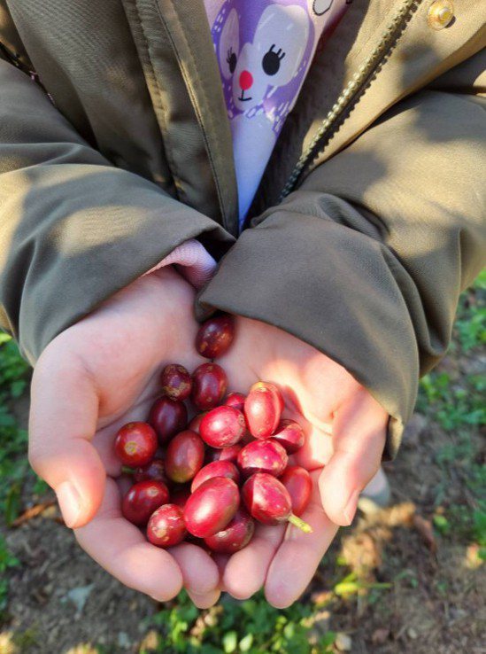 台灣氣候與環境適合種植咖啡豆，近幾年在台灣咖啡比賽中，阿里山系各莊園豆的表現搶眼。中央社／優遊吧斯提供