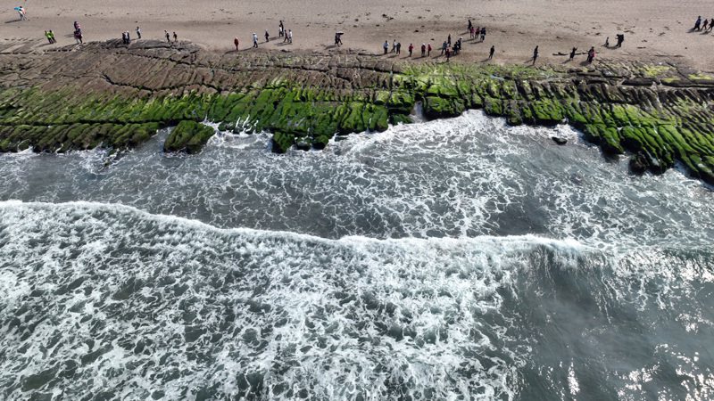 「石門老梅綠石槽」是3至5月季節限定，有旅客會踏在青苔上拍照，破壞自然生態。報系資料照片