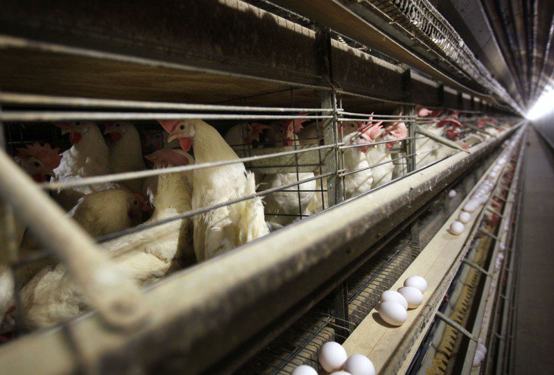 美国又见禽流感，明年恐见蛋价飙涨的历史重演。美联社(photo:UDN)