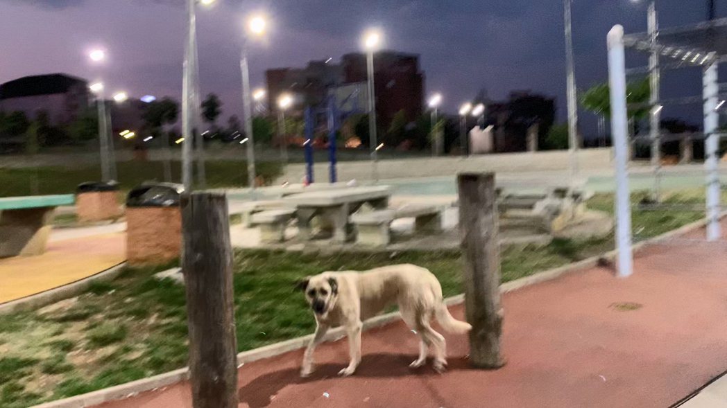 《街頭狗》影像記錄了科索沃市區遊蕩的街頭狗。｜圖片提供：MoCA Taipei台...