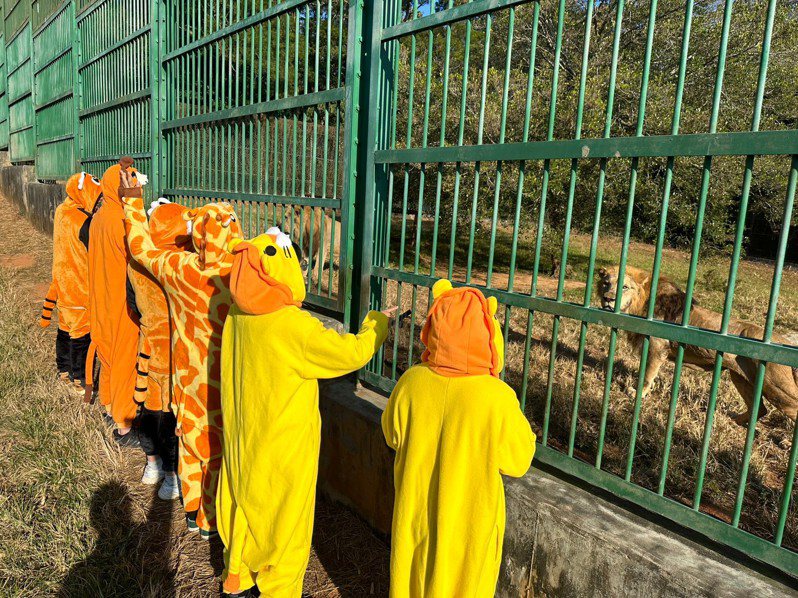 六福村元旦特別企畫全程3公里的「猛獸趣味路跑」活動，將可近距離欣賞獅虎。圖／六福村提供