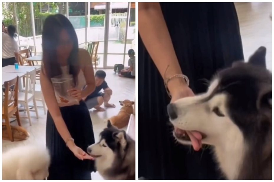 女子到狗狗咖啡廳給阿拉斯加雪橇犬餵零食，手手也被當作點心。圖取自抖音