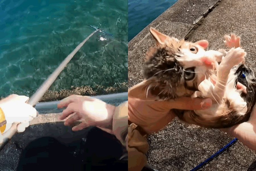 日本一名釣客從海裡「釣到一隻三花貓」，最後決定收編改當貓奴。圖擷自YouTube/
僕と うみ のスローライフ‪