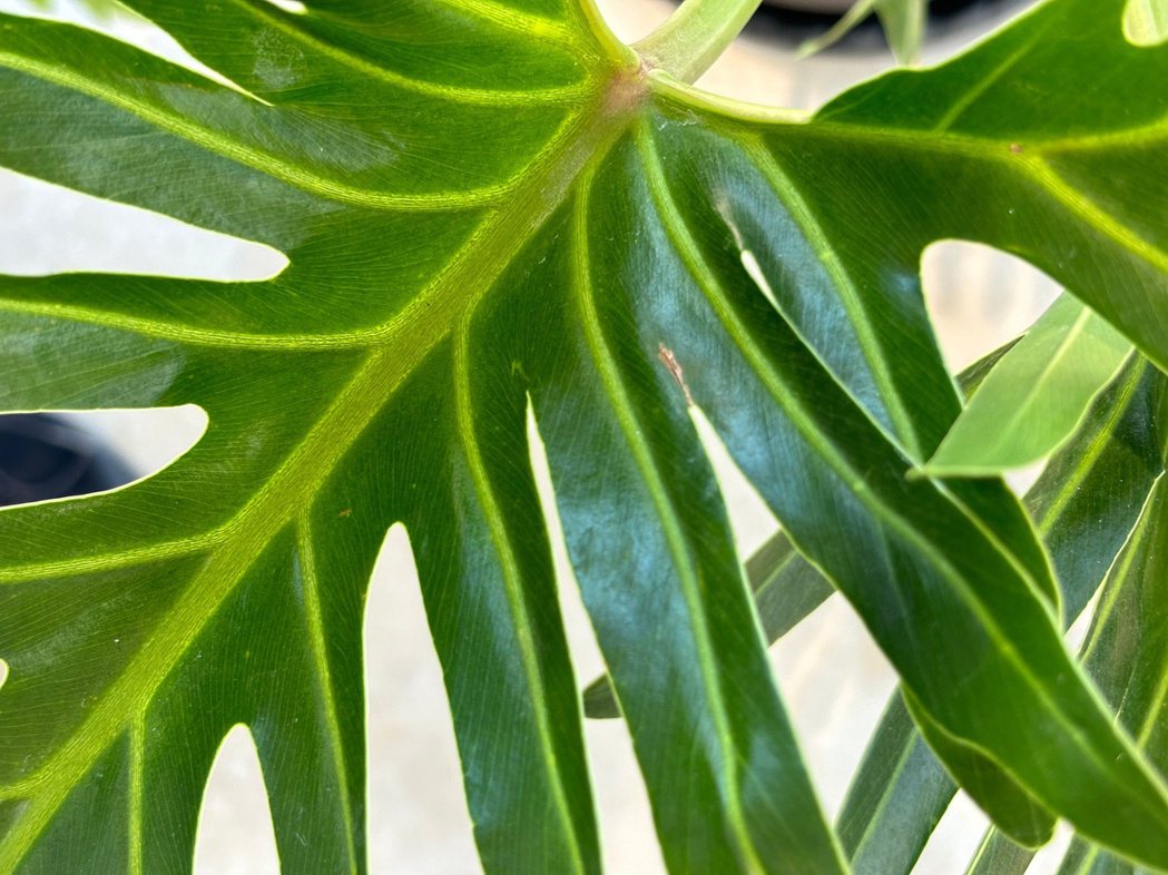 葉脈，即使沒有微距攝影，拍攝植物時還是能把植物的紋理和顏色表現出來。photo ...