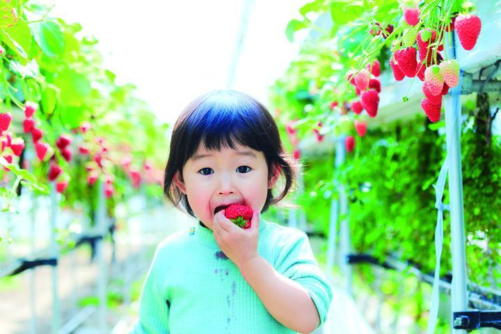 ▲靜岡的極品草莓有「紅色寶石」美譽。　圖：Shutterstock／來源