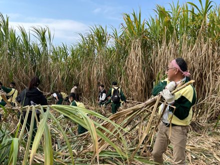 高餐大陳千浩老師率領學生至台糖位於柳營地區的農場採收ROC 24號品種甘蔗。（圖／台糖提供）