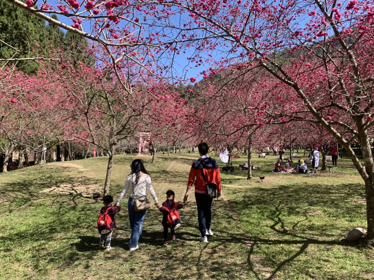 被譽為全台最大賞櫻盛會的「九族櫻花祭」將於2月登場。圖/九族文化村提供