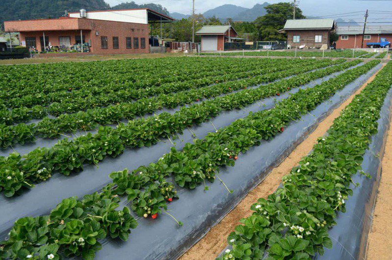 農業部苗栗區農業改良場綜合防治示範草莓田，草莓苗補植率從去年70%，壓低至4%。圖／苗栗區農業改良場提供