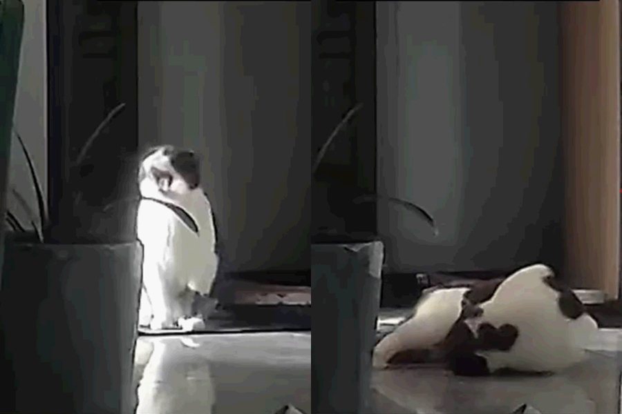 一名貓奴分享悲傷故事，愛貓上一秒還在打哈欠，接著卻倒地猝死。圖擷自微博