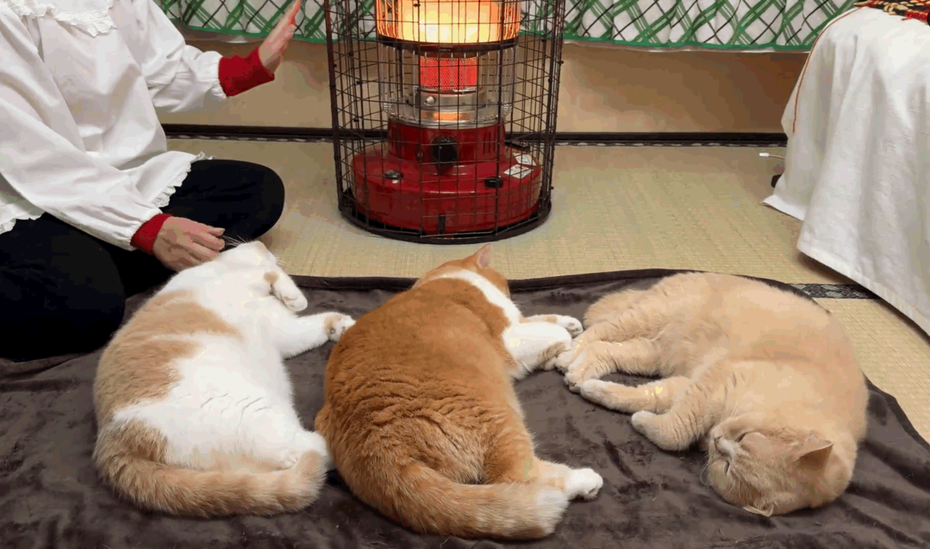 飼主搬出暖爐對抗冬天，卻意外成了吸貓神器。圖擷自X/@jirosan77