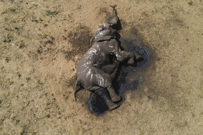 辛巴威最大的萬基國家公園最近幾週至少有100頭大象因乾旱而亡。美聯社
