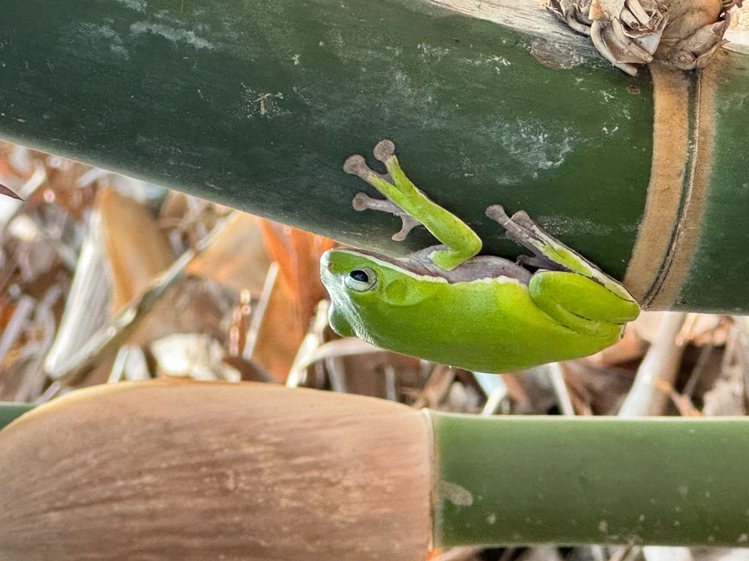 綠竹筍產地的諸羅樹蛙數量，由2022年的138隻，增加到394隻。圖／全聯福利中心提供