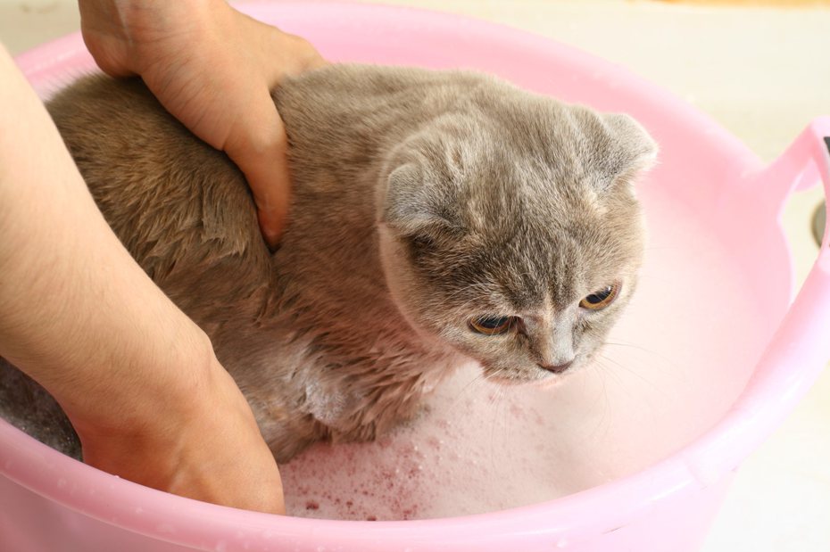 貓咪洗澡示意圖。 (圖/Ingimage)