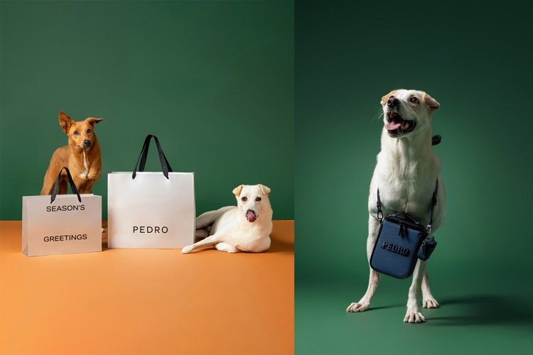 新加坡時尚品牌PEDRO透過三牲工作室邀請ACT愛克特動物重生救援協會的待領養「浪浪」們，拍攝充滿溫度的浪漫佳節影像，又萌又暖讓人想多看幾眼。圖／PEDRO提供