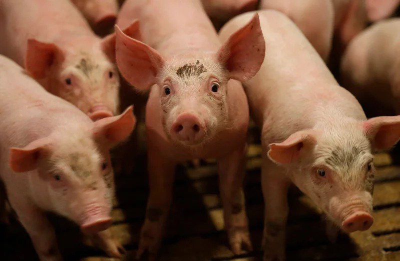 孟加拉12月21日向世界動物衛生組織通報確認發生非洲豬瘟。路透社