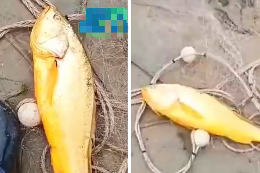 一名漁民日前出海撈捕到一條奇怪的黃色大魚，這條大魚全身有著金光閃閃的鱗片，重達2公斤但完全不知道是什麼品種，經過鑑定後竟是被稱作「海中土豪金」的魚，身價上看6位數。 (圖/取自影片)
