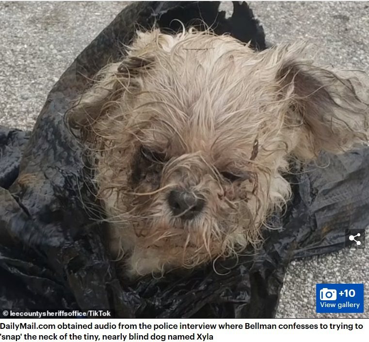 狗狗賽拉被發現時模樣十分可憐，甚至差點沒命。圖擷自每日郵報