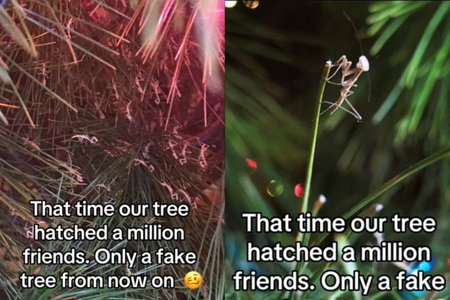 美國一名女子發現聖誕樹突然湧出上百隻小螳螂，短時間內蔓延整個家。圖擷自Tiktok@andeekitty