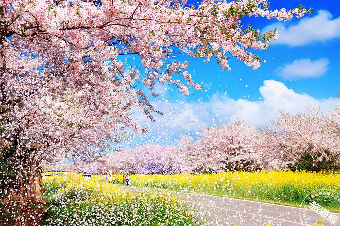 濟州「鹿山路」以櫻花與油菜花交織而成的雙色大道聞名