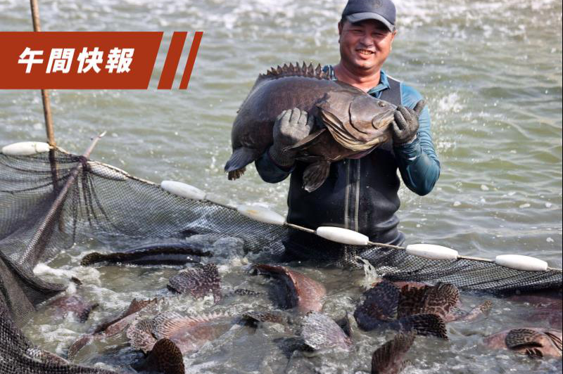 中國大陸在中止部分ECFA產品關稅減讓後，國台辦宣布恢復台灣石斑魚進口。圖為高雄永安龍膽石斑魚收成。圖／聯合報系資料照片
