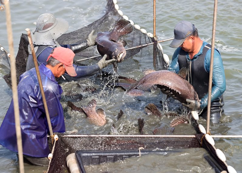 國台辦今天宣布恢復台灣石斑魚進口。本報資料照片