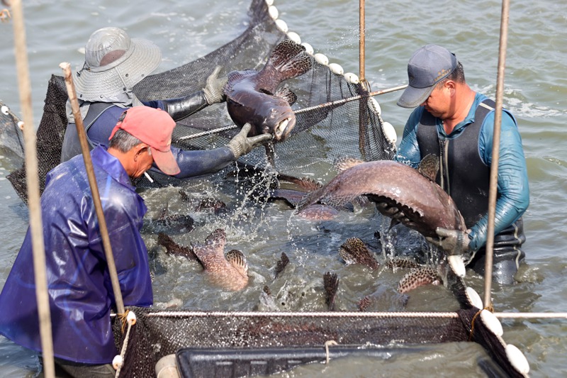 國台辦今天宣布恢復台灣石斑魚進口。圖／聯合報系資料照片