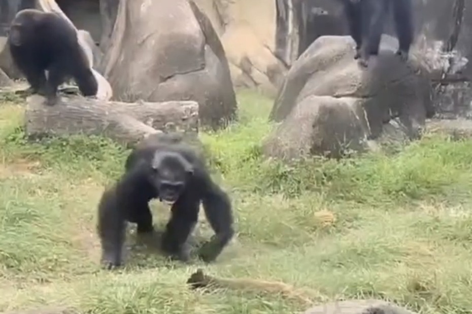 台北市立動物園日前發生一起野生白鼻心疑似誤闖園區黑猩猩活動場而遭攻擊事件，影片在網路曝光，激烈過程引發熱議。圖／取自「黑色豪門企業」