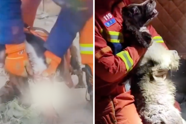 一隻搜救犬在甘肅大地震救援任務中受傷，卻仍勇敢堅持到工作結束。圖/翻攝自微博