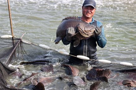 大陸先前宣布恢復台灣石斑魚輸入。 圖／聯合報系資料照片