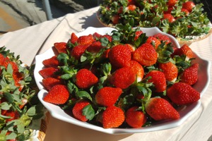 大湖地區是草莓王國，目前已進入草莓產季。記者胡蓬生／攝影
