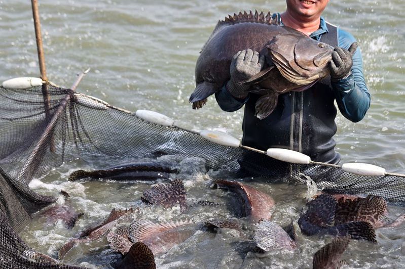 中國大陸在中止部分ECFA產品關稅減讓後，國台辦宣布恢復台灣石斑魚進口。圖為高雄永安龍膽石斑魚收成。聯合報系資料照片