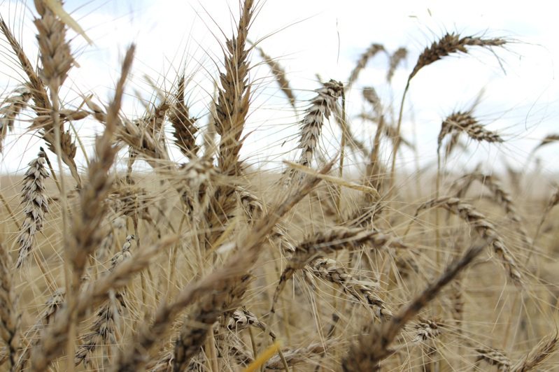 近年高漲的糧食價格促使世界各地農民種植更多穀物和油籽。但受到聖嬰現象、出口限制和生物燃料配額提高等因素影響，預計消費者2024年將面臨供應緊張。路透社