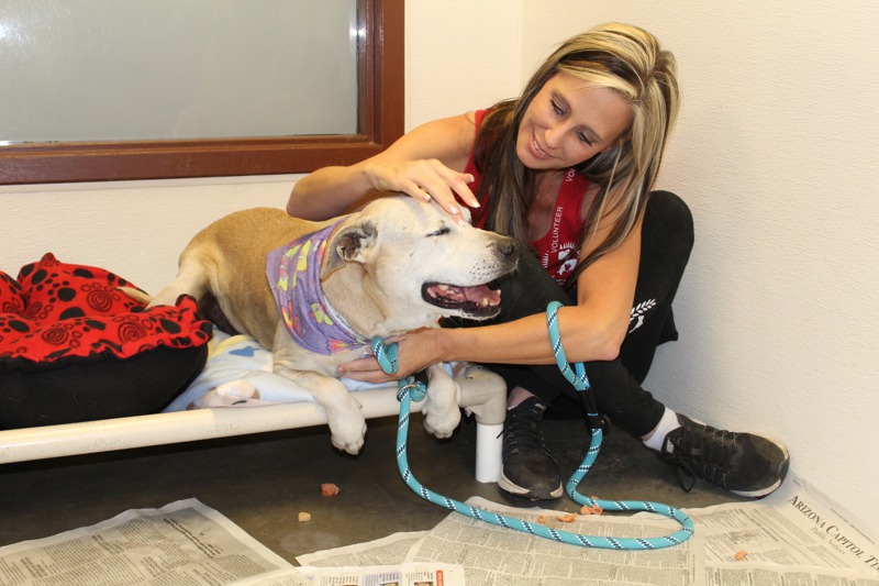 英國東安格里亞大學研究顯示，當志工可提高幸福感。圖為美國亞利桑那州鳳凰城動保中心，一位志工正在照顧一隻狗。 美聯社